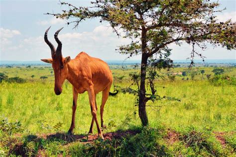 Hartebeest — Destination Uganda Travelers