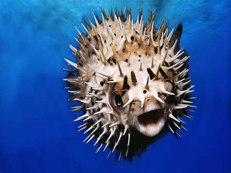 Scientists uncover the genes that give pufferfish their protective spikes - Earth.com