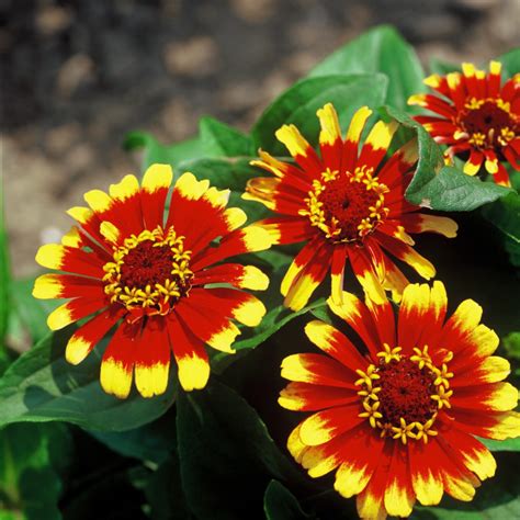 Six zingy Zinnias to grow - The English Garden