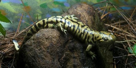 Barred tiger salamander | Smithsonian's National Zoo