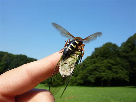 Cicada Killer Wasps – Cicada Mania