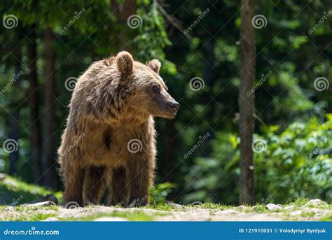 European Brown Bear in a Forest Landscape Stock Image - Image of fauna ...