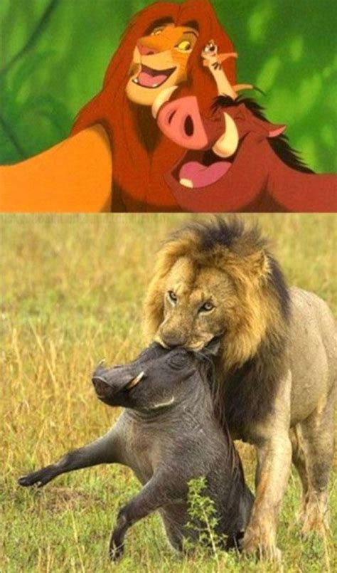 Lion King Expectation vs Reality - Meme Guy