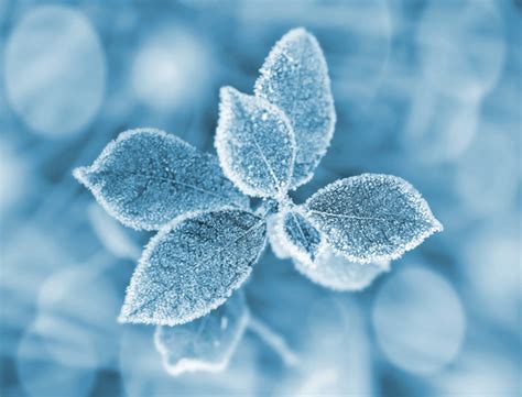 Frost leaves Stock Photo free download