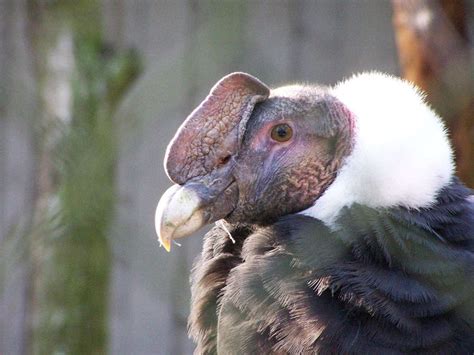 Research review: How scientific research has informed Andean condor conservation in South ...