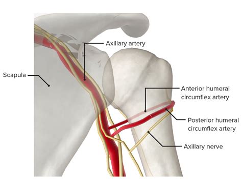 Humerus Anatomy Nerves