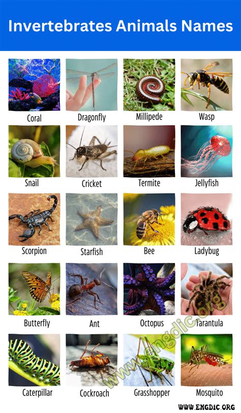 40 Invertebrates Animals Names With Pictures, Facts, & Types - EngDic