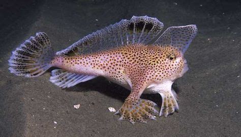 http://animalsphotos-magazine.blogspot.com/2013/05/spotted-handfish.html | Beautiful sea ...