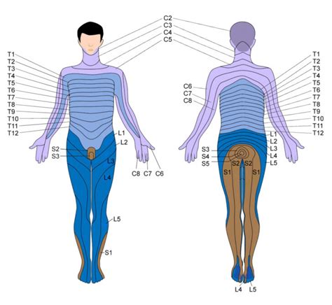 Spinal Cord Injury Dermatome Map | Dermatome Map