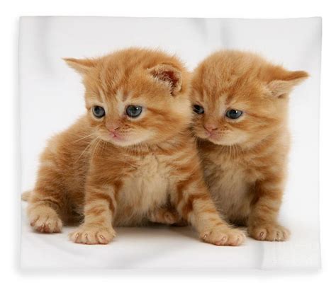 orange tabby kittens - Cute Kittens Photo (41521067) - Fanpop