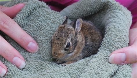 How to Nurse or Care for a Wild Baby Rabbit | Sciencing