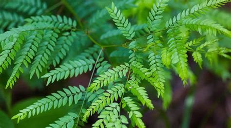 Honey Locust: Symbolism, Information and Planting Instructions