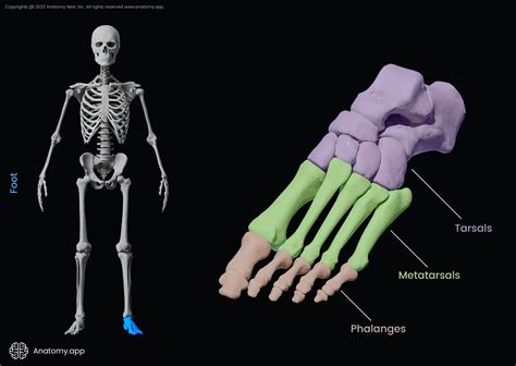 Phalanges Of The Foot