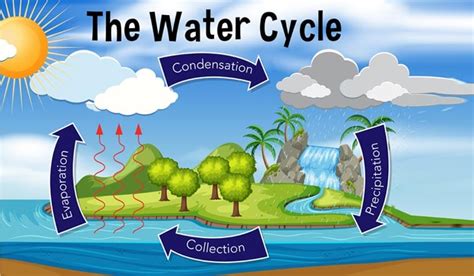 Evaporation, Condensation, and Dew Point