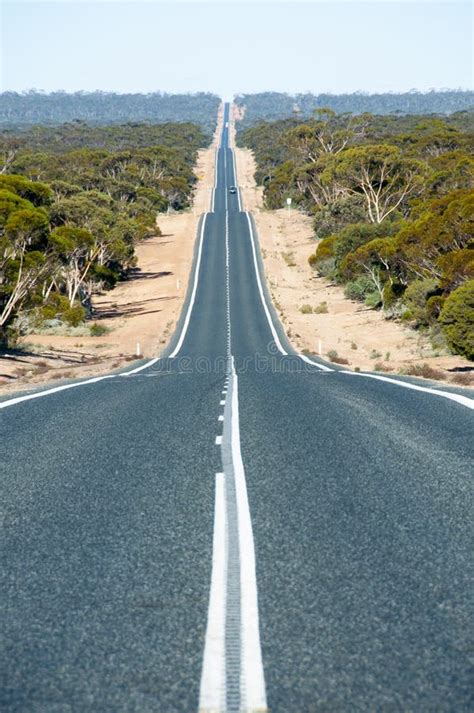 Eyre Highway stock image. Image of bush, gumtree, tree - 249637503