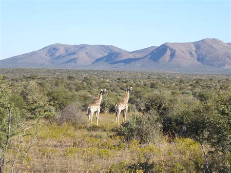 Namibia Wildlife Sanctuary - The Mighty Roar