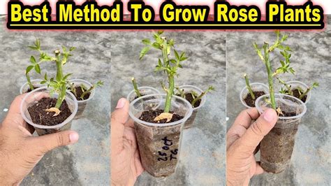 How To Grow Rose Plants from Cuttings In winters || Most Easy Method To ...