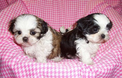 Tiny Shih Tzu Puppies - Previous Puppies