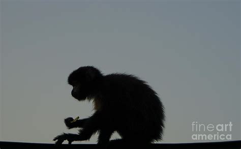 Capuchin Silhouette Photograph by Brian Kamprath - Pixels