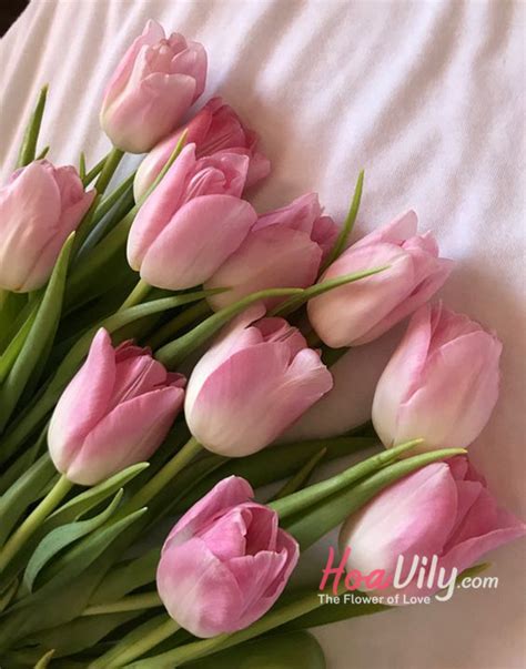 Hoa tulip hồng - Hoa của sự hạnh phúc | Hoa Tươi Quận 3