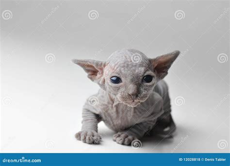 Cute bald baby cat stock photo. Image of bald, carnivore - 12028818