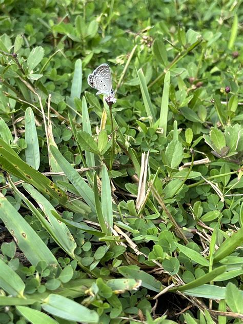 Flowering Groundcovers: Beyond Just Grass - UF/IFAS Extension Marion County