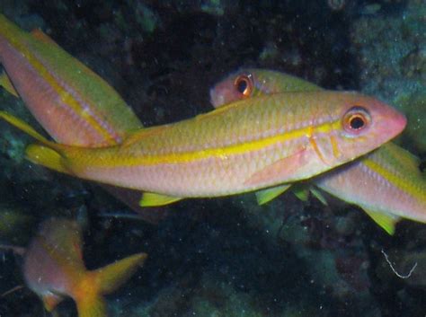 Yellowfin Goatfish - Mulloidichthys vanicolensis - Big Island, Hawaii - Photo 2 - Tropical Reefs