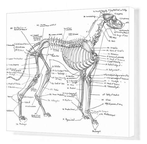 Print of Skeleton of a greyhound in 2020 | Dog anatomy, Dog skeleton ...