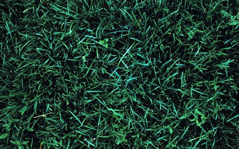 Dark Green Grass Types (5 Options to Look At)