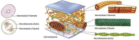 The Actin Cytoskeleton of the Cell by Laura Feeley and Jeremy Keys - OpenWetWare