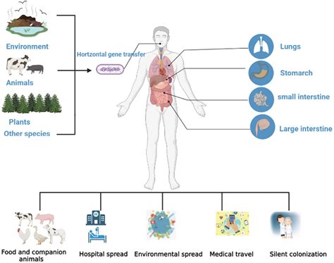 Characteristics of antibiotic resistance mechanisms and genes of ...