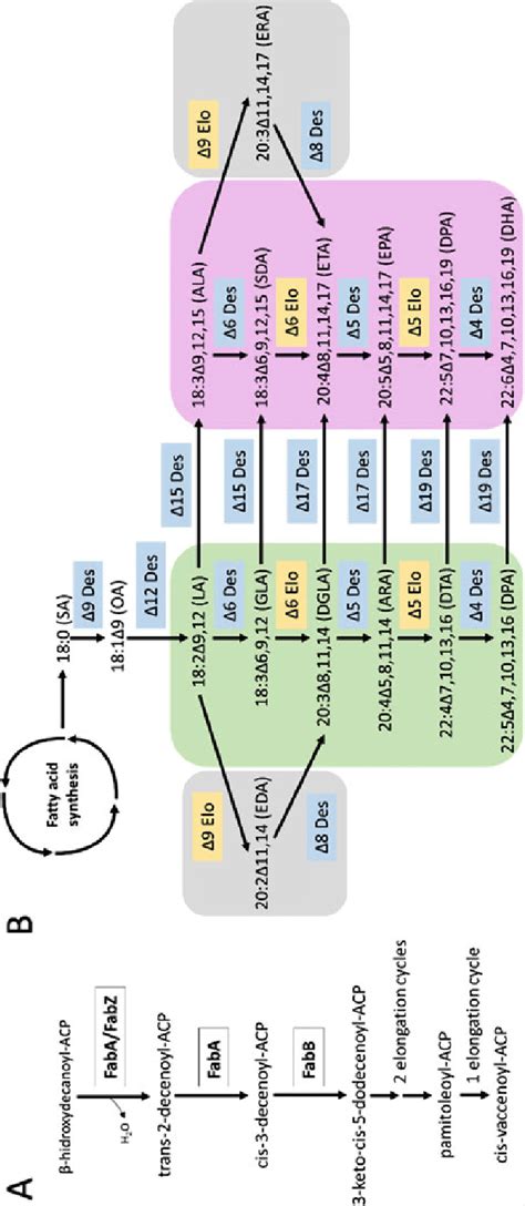 Unsaturated fatty acid synthesis. (a) Synthesis of unsaturated fatty ...