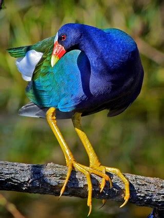 American purple gallinule - Alchetron, the free social encyclopedia