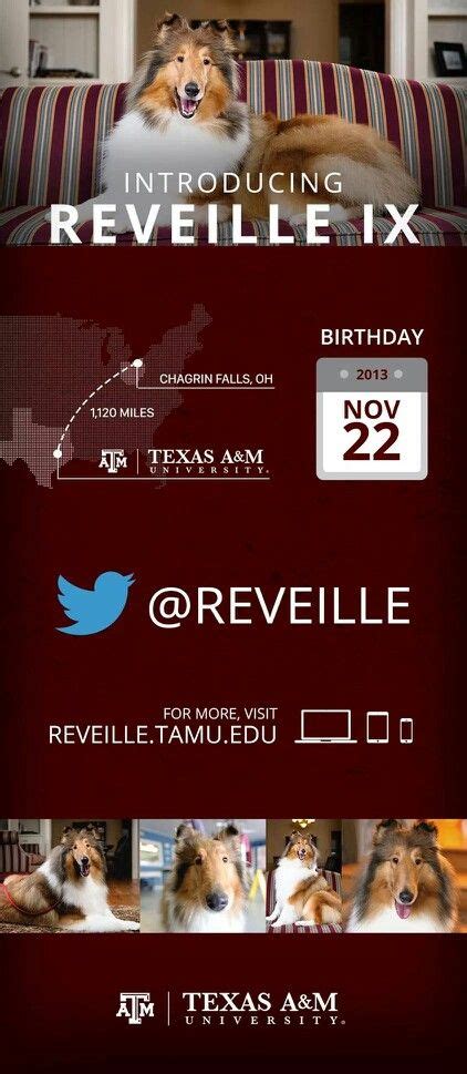 All the stats on the FIRST LADY OF TAMU REVEILLE IX. Miss Rev is our ...