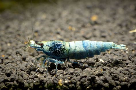 15 Popular Freshwater Shrimp Species (With Pictures): Complete Guide