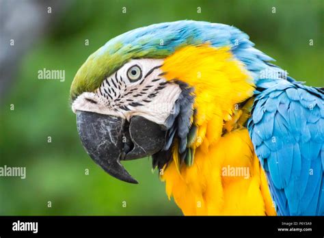 colorful parrot head close up background / Macaw Parrot isolated background Stock Photo - Alamy