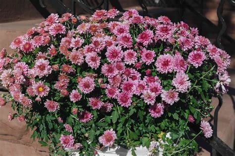 Hardy Chrysanthemums (Garden Mums): Plant Care & Growing Guide