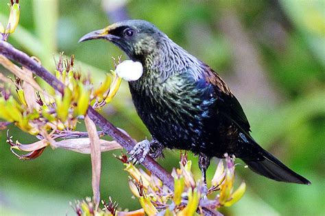 Tui : Birding NZ