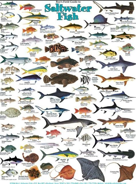 Types of salt water fish. www.facebook.com/groups/nauticalboss | Salt water fish, Fish chart ...