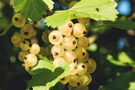 White Currants: Best Varieties, Growing Guide, Care, Problems, and Harvest