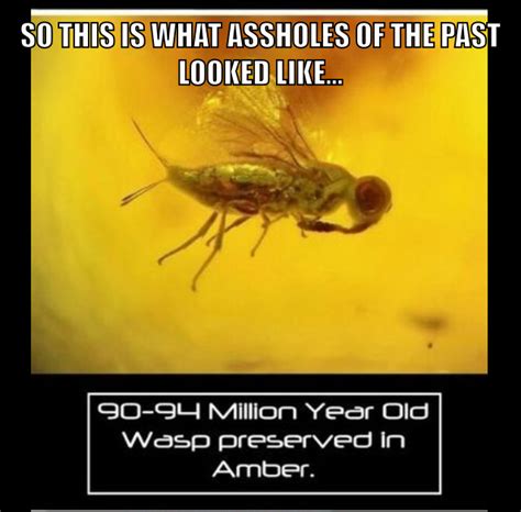 The best wasp memes :) Memedroid