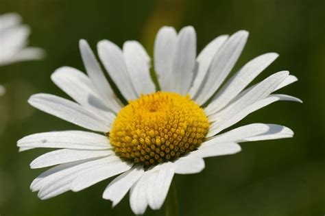 Chamomile (National flower of Russia) flowers flowers