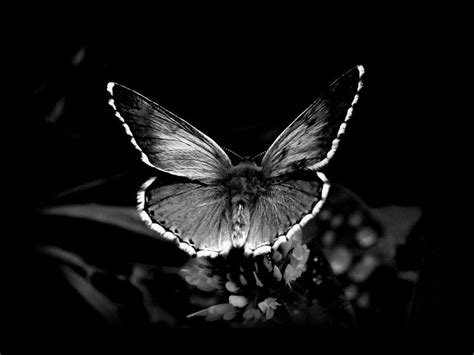 Dark Butterfly Wallpapers - Top Free Dark Butterfly Backgrounds ...