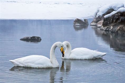 JAPAN 2019: Whooper Swans