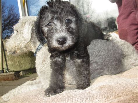 Blue Bedlington Terrier Puppy | Bedlington terrier puppy, Bedlington ...