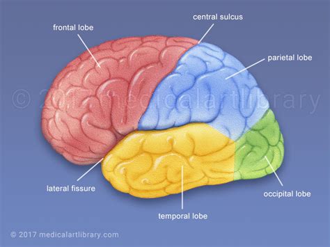 Brain Lobes - Medical Art Library