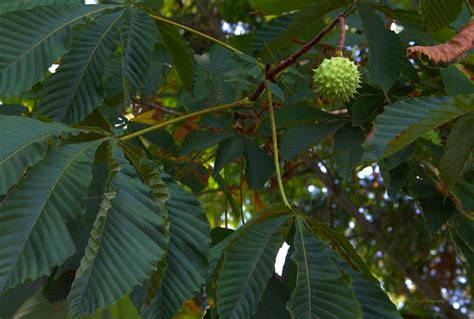 The Sweet Chestnut Tree Photograph by Jeanette C Landstrom - Pixels