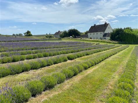 Cotswold Lavender Fields - Red Kite Days