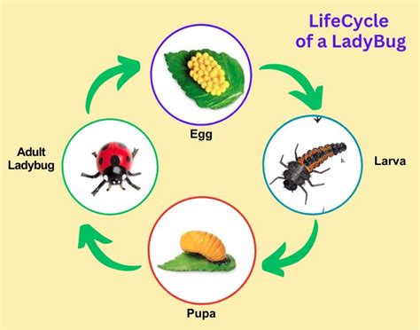 Lady Bug LifeCycle, 4 Stages of Ladybug Metamorphosis