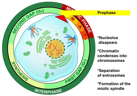 Stages of the Cell Cycle: Mitosis (Interphase and Prophase) - Owlcation